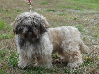 Étalon Lhassa Apso - Marius du Hameau de Crecques