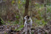 Étalon Parson Russell Terrier - Engie de la Vallée du Bois Bray