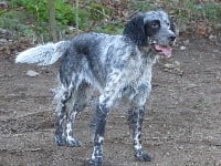 Étalon Setter Anglais - Maquis Des Monts D'occitanie