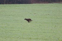 Étalon Setter irlandais rouge - Lister de la prévière