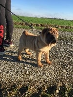 Étalon Shar Pei - Okinawa Du Pays Des Lanternes