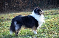 Étalon Shetland Sheepdog - Mookie (Sans Affixe)