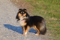 Étalon Shetland Sheepdog - Noces d'été De L'odyssée D'alcane