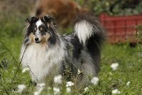 Étalon Shetland Sheepdog - Liberty De La Carrière A Bidou