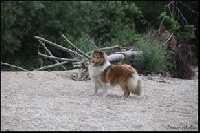 Étalon Shetland Sheepdog - CH. Rannerdale Kinky boots izzy