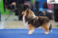 Étalon Shetland Sheepdog - Stonehaven Enrapture dite quinn