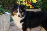 Étalon Shetland Sheepdog - Louness des Saphirs Normands