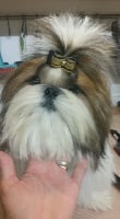 Étalon Shih Tzu - Natacha romanoff Made In Albizzia