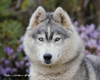 Étalon Siberian Husky - Liubov's Louve saphyr