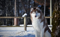 Étalon Siberian Husky - Dream soyane Of cold winter nights