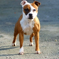 Étalon Staffordshire Bull Terrier - Madisson sqare Of The Warriors Red Skins