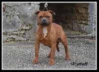 Étalon Staffordshire Bull Terrier - Lucky luciano bbk