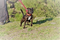 Étalon Staffordshire Bull Terrier - Ostara Des Volsungs