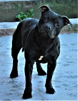 Étalon Staffordshire Bull Terrier - Okay Des Fées Noires