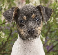 Étalon Terrier Bresilien - Oshun du domaine des Mandets