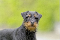 Étalon Terrier de chasse allemand - Iris de la Vallée du Bois Bray