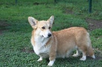 Étalon Welsh Corgi Pembroke - Natsu Des bories de yakoubia