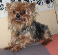 Étalon Yorkshire Terrier - G-hley (Sans Affixe)