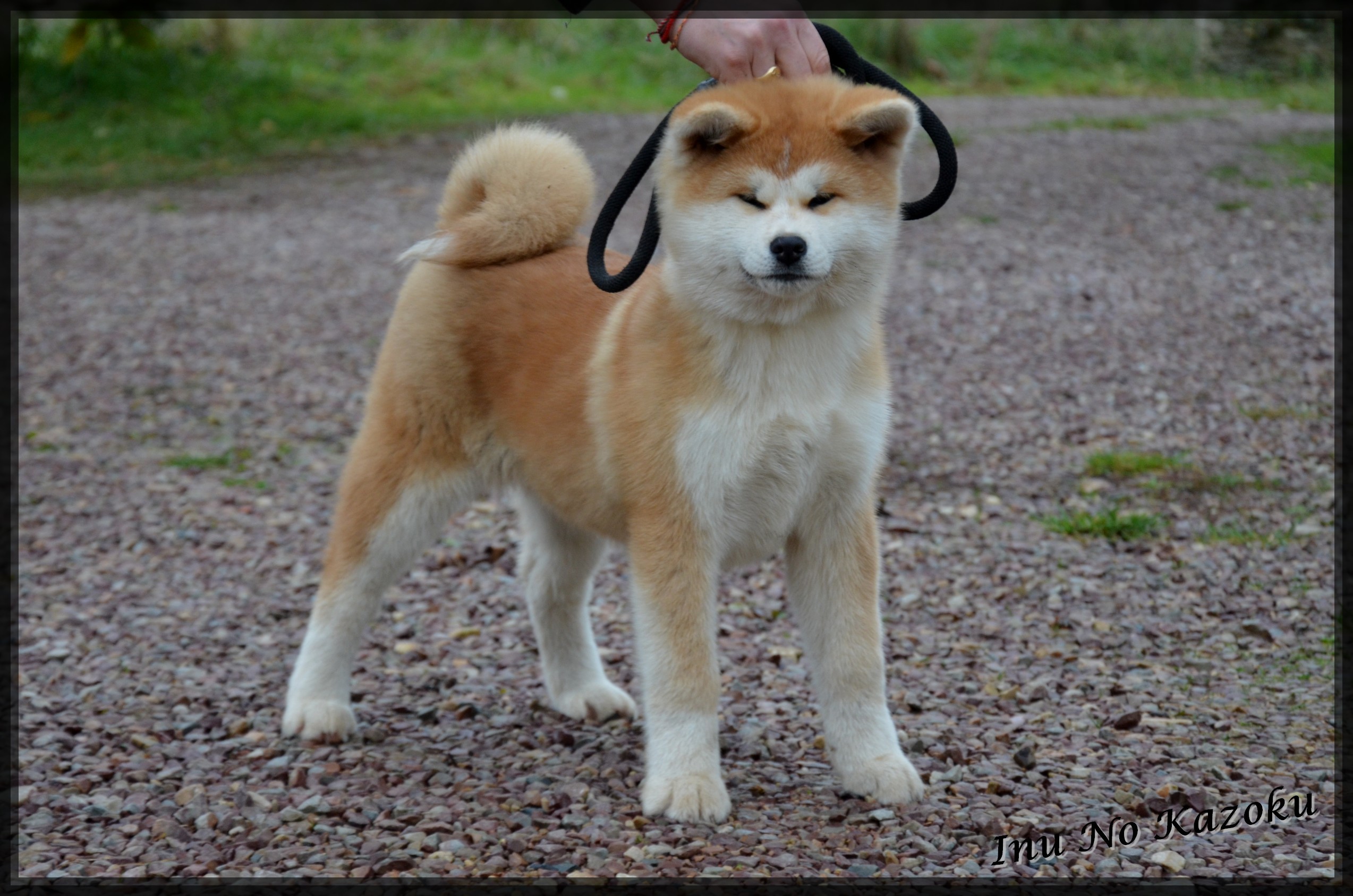 Publication : No Kazoku 