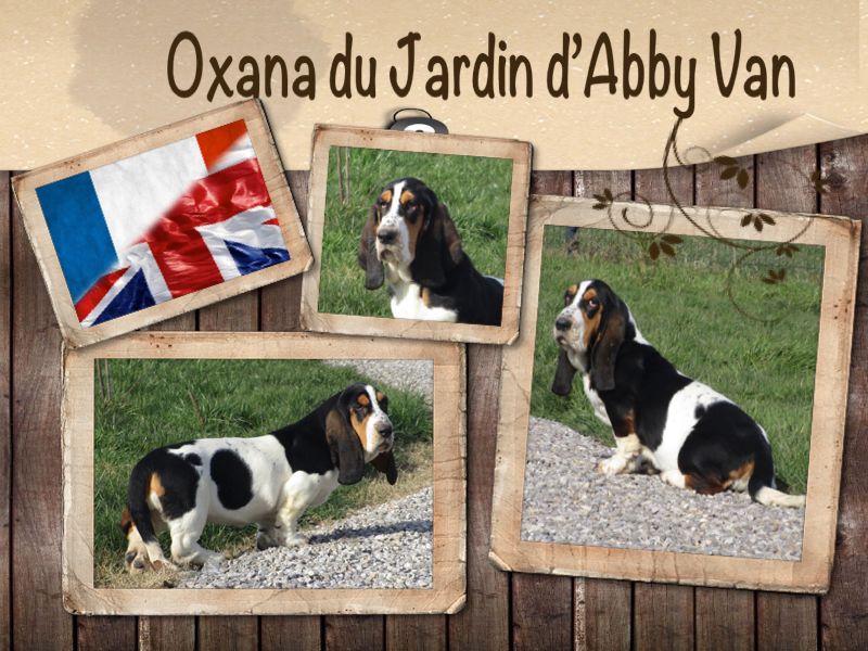 Publication : du jardin d'Abby Van Auteur : PASCALE CAMBIER