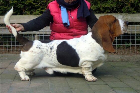 newdown bassets Manolito