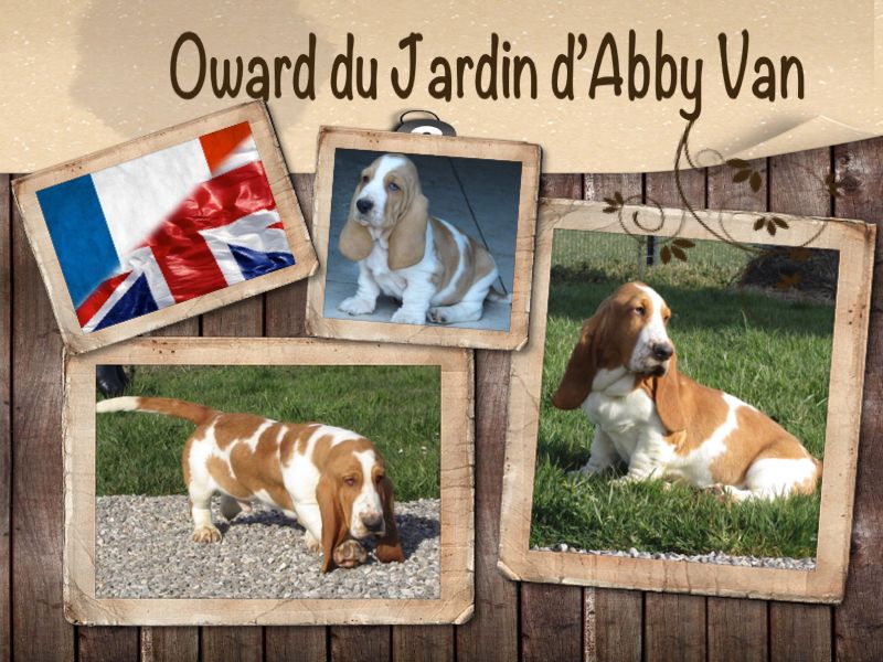Publication : du jardin d'Abby Van Auteur : PASCALE CAMBIER