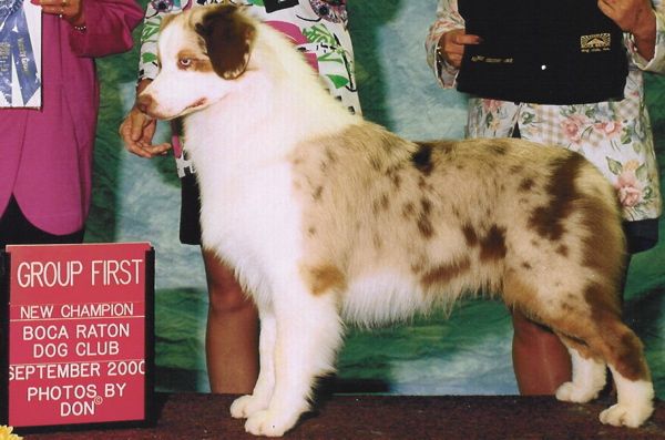 CH. alladin's Coup d'rivermede