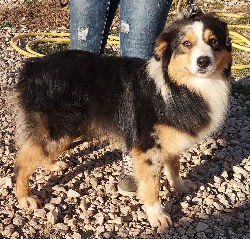 Outlander dit saphir Du Domaine Du Clos Australien