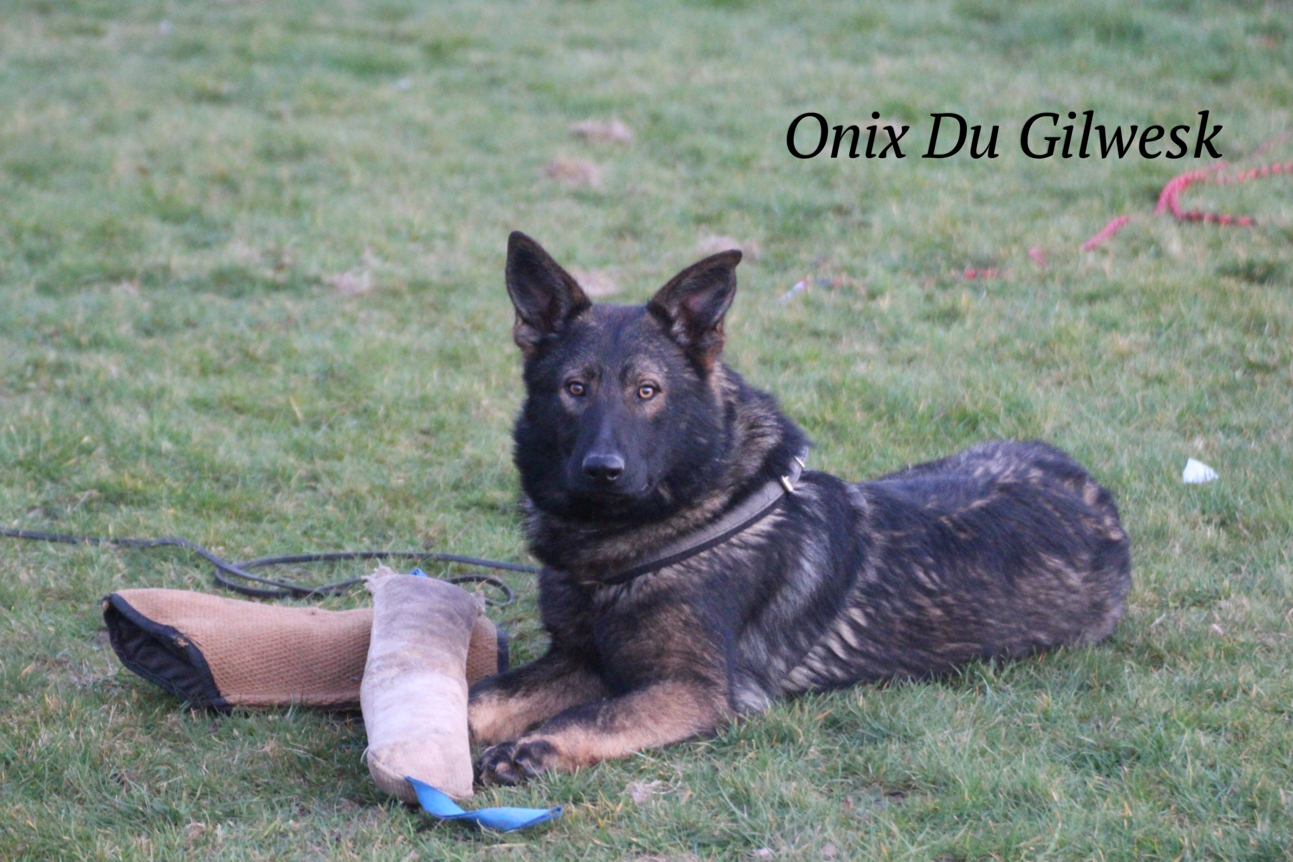 Publication : du Gilwesk Auteur : LAETITIA GILLOT