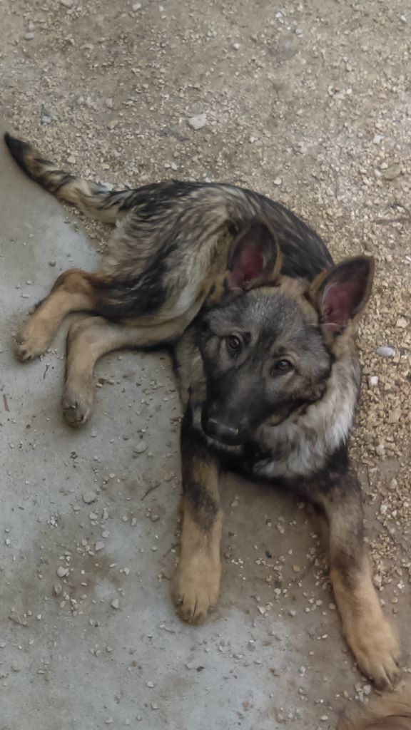 Oscka Du domaine de maryanne