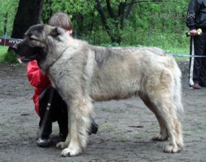 CH. malahovskiy volkodav Karnavalnaya noch