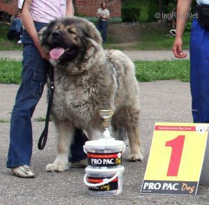 CH. Anri iz legendy kavraza