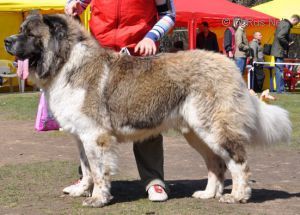 CH. bahai bairadis Kosmos