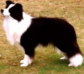 CH. borderfame Blaize o'glory