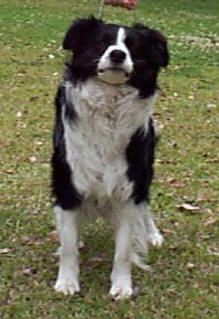 CH. danbeth Private label