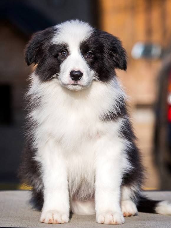 Publication : des Rives du Lagon Bleu 