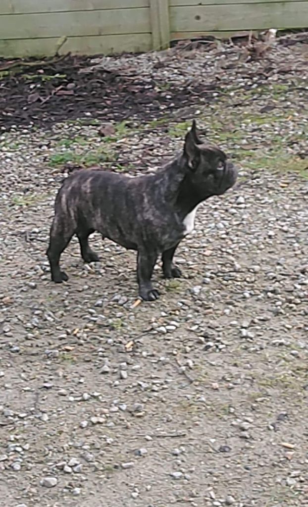 Mano negra De La Roche De Balvenie