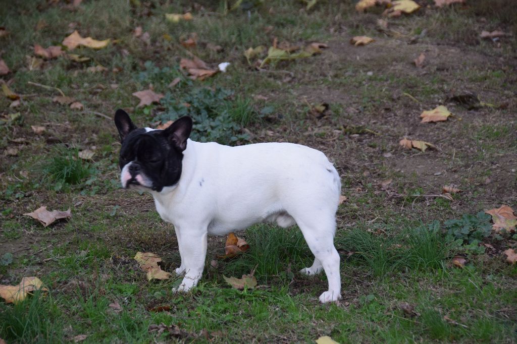 Ogustin des bouilles de la Garonne