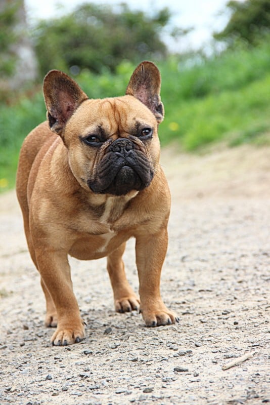 Monsieur drummond Des Boves De Vidocq