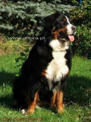 CH. Gucci z deikowej doliny