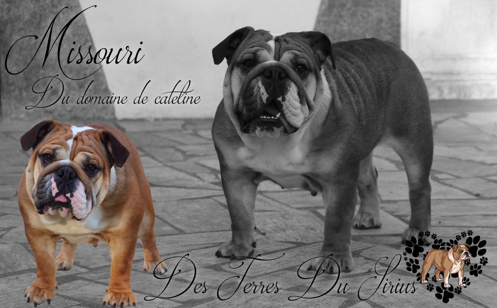 Publication : des Terres du Sirius