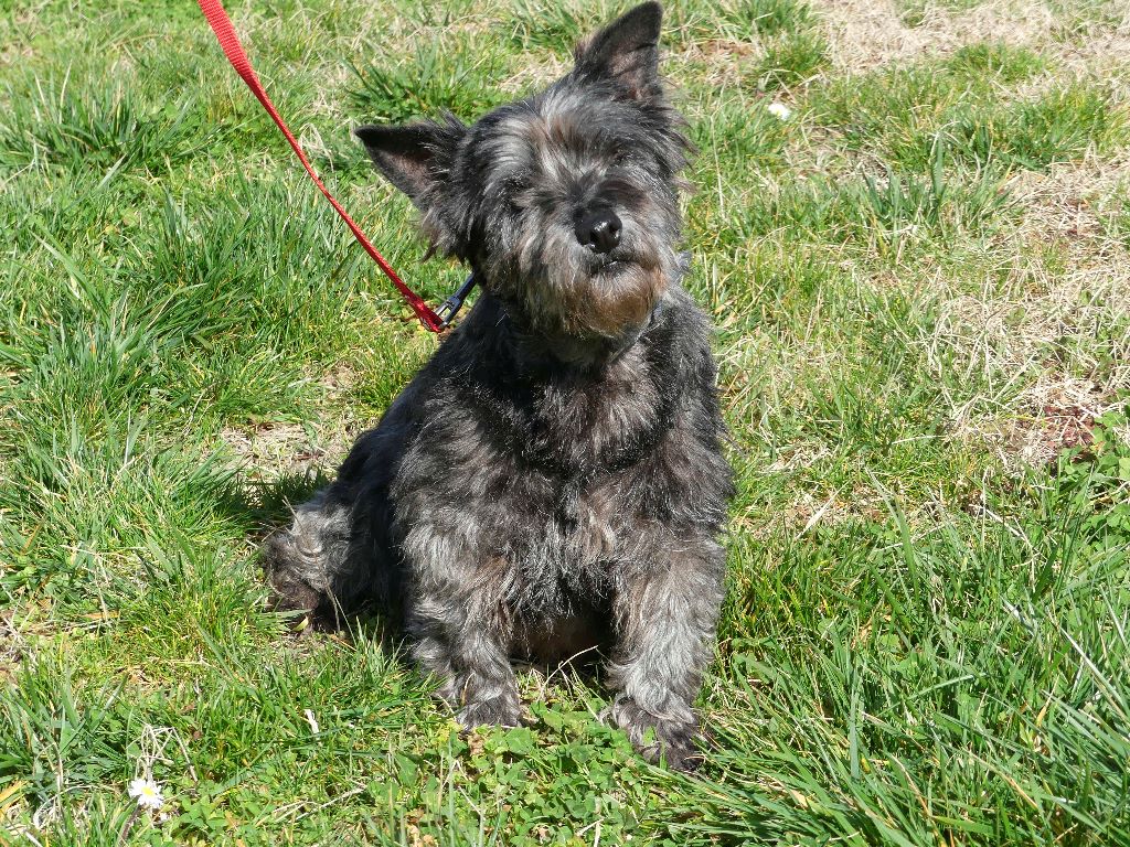 Flycia Des marais de courmont