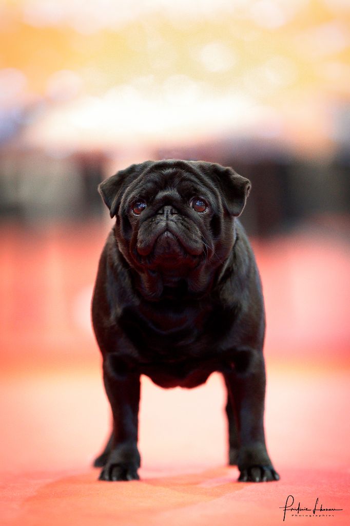 Publication : du domaine de la fée clochette Auteur : Frédéric Lhonore 