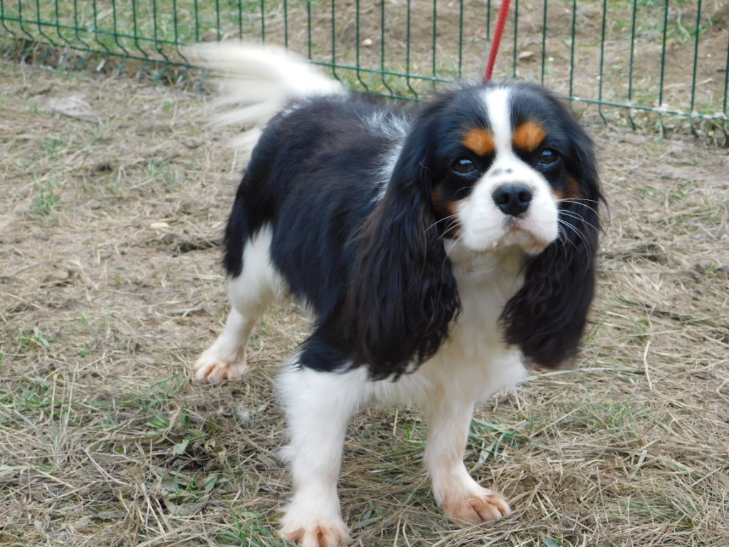 Publication : Du Temps Des Amazones Auteur : DELFOSSE EMILIE