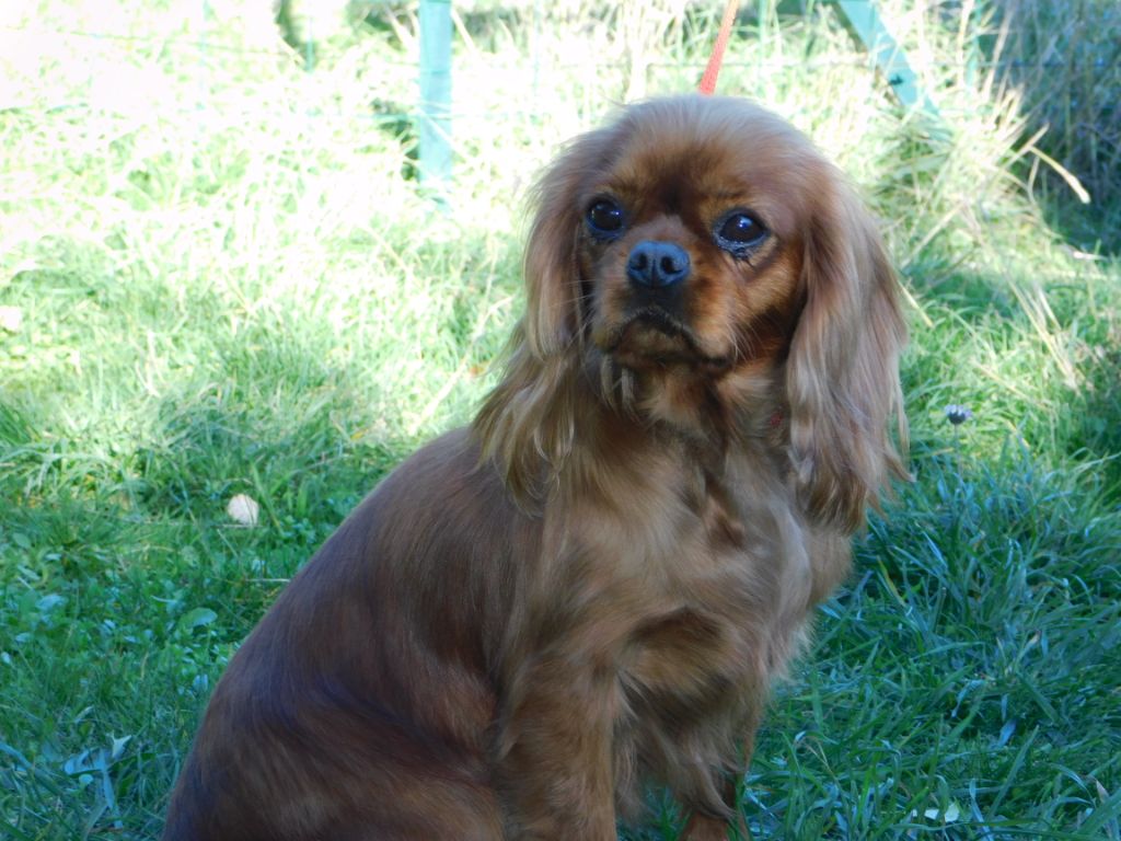 Publication : Du Temps Des Amazones Auteur : DELFOSSE EMILIE