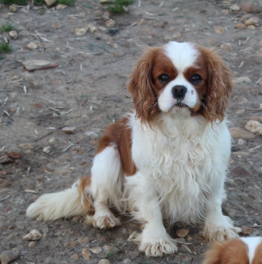 Melodie du bonheur des Cavaliers De Leysdire