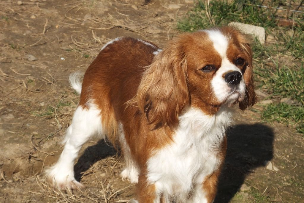 Publication : Du Chalet De La Nuit étoilée