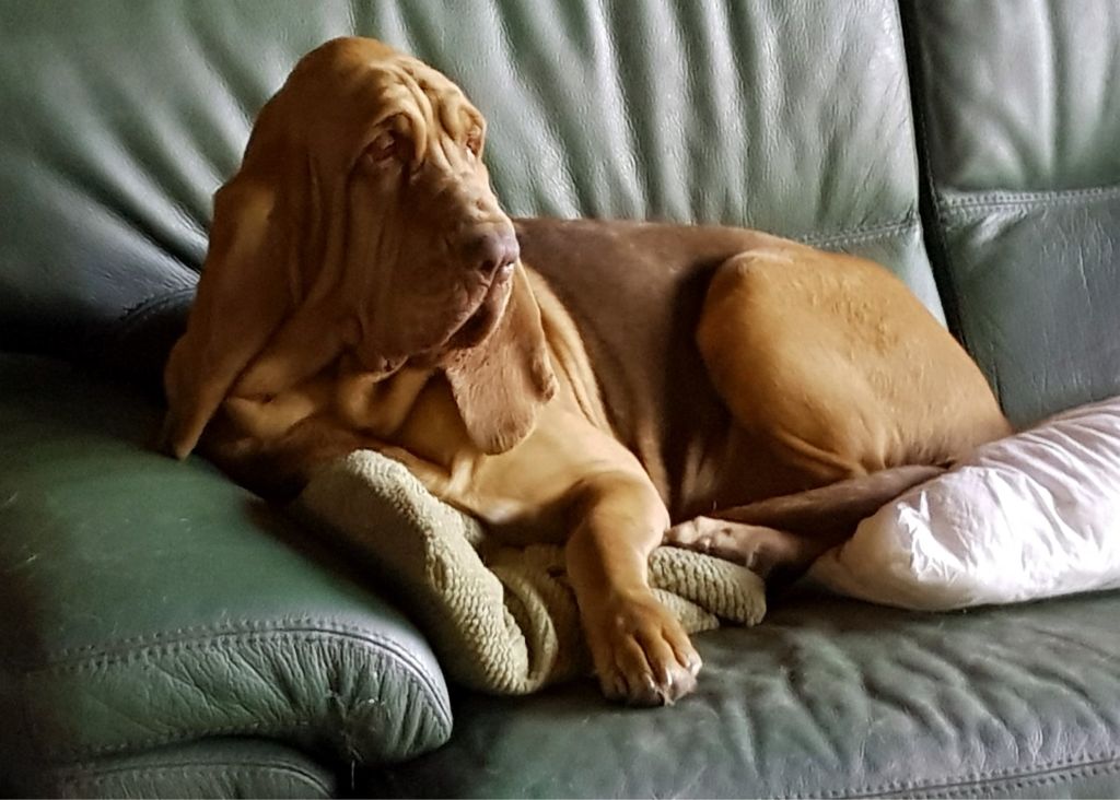 Publication : de la meute d'antan