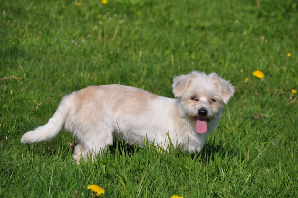 Honorine de la Forêt du Kranou