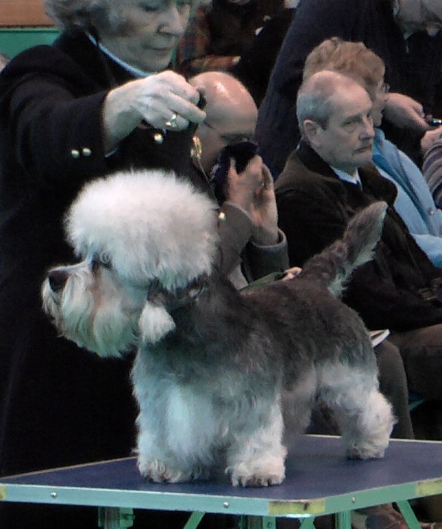 CH. gateway Sparks of glahms